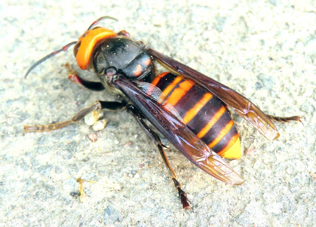 暑すぎる時期に気をつけたい!虫のトラブル【刺されないために】:オオスズメバチ
